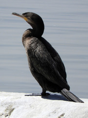 Nannopterum brasilianum