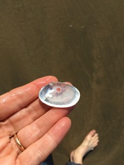 Periploma planiusculum