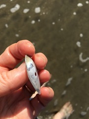 Periploma planiusculum