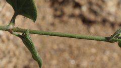 Mirabilis laevis retrorsa