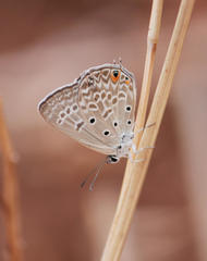 Lepidochrysops patricia