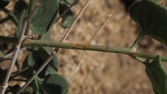 Mirabilis laevis retrorsa