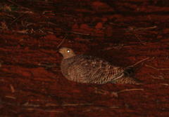 Pterocles bicinctus multicolor