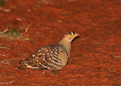Pterocles bicinctus multicolor