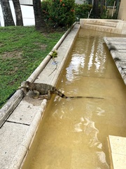 Iguana iguana