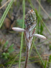 Trachyandra hirsutiflora