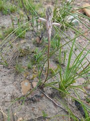 Trachyandra hirsutiflora