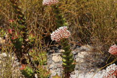 Crassula undulata