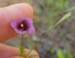 Diascia maculata