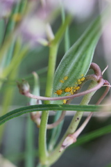 Asclepias quinquedentata