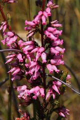 Erica daphniflora daphniflora