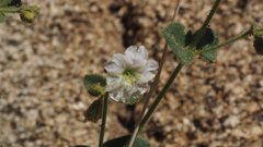 Mirabilis laevis retrorsa