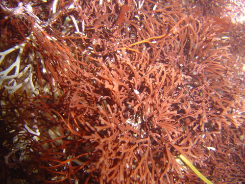 Rhodymenia capensis