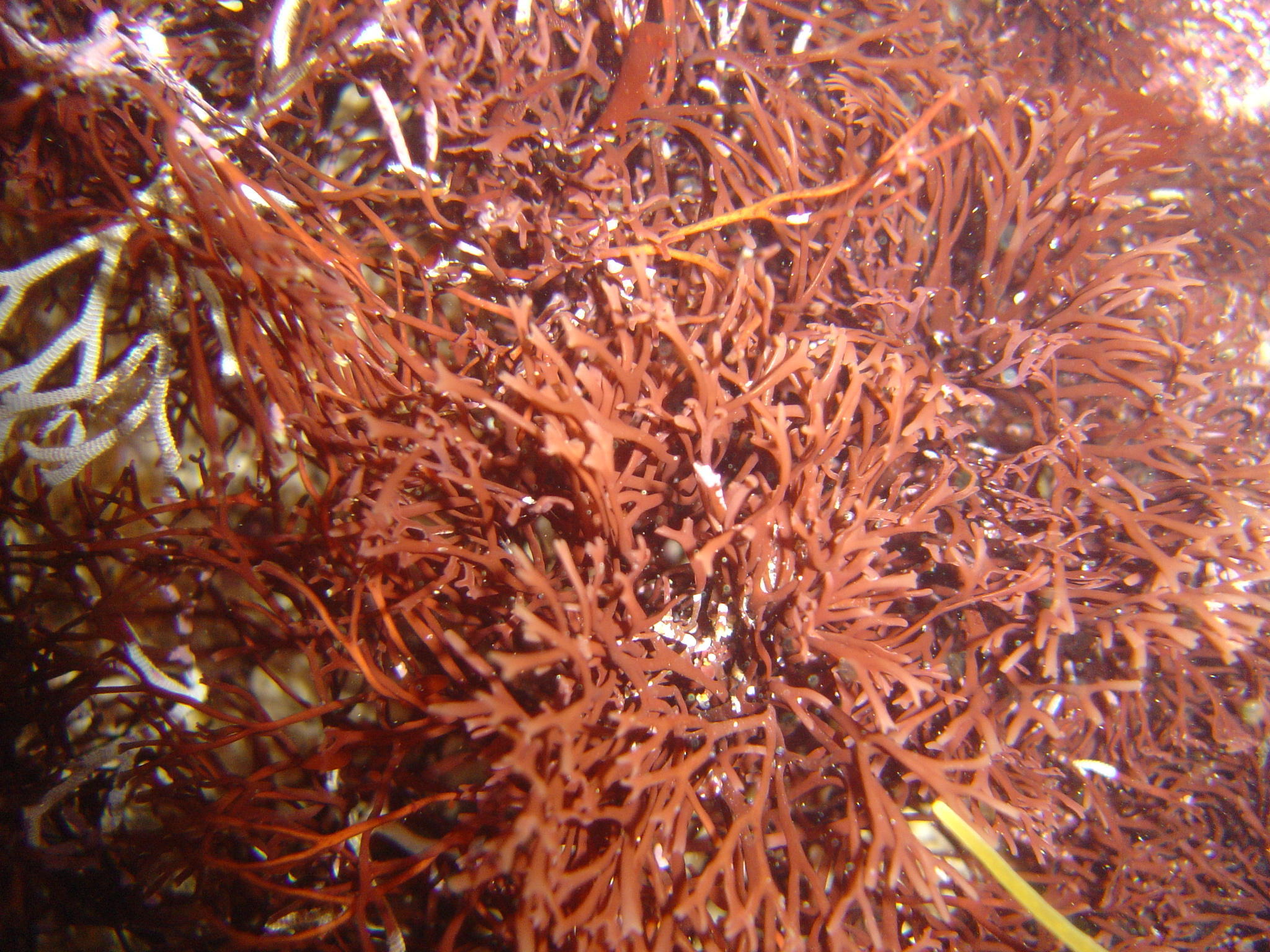 Rhodymenia capensis