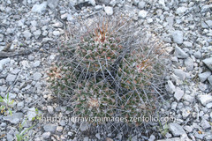 Thelocactus