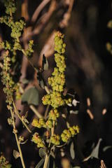 Manochlamys albicans