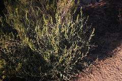 Manochlamys albicans