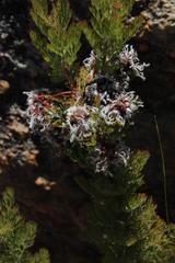 Serruria aitonii