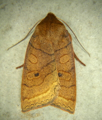 Epiglaea apiata