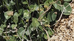 Mirabilis laevis retrorsa