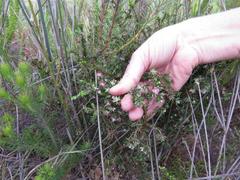 Lachnaea pudens