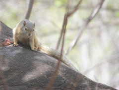 Paraxerus cepapi cepapi