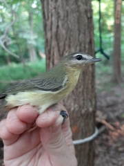 Vireo philadelphicus