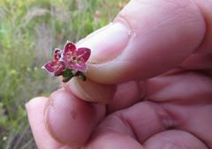 Lachnaea pudens