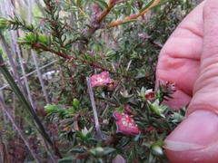 Lachnaea pudens