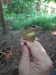Vireo philadelphicus