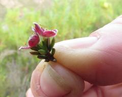 Lachnaea pudens