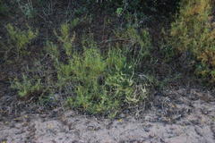 Lepidium africanum divaricatum