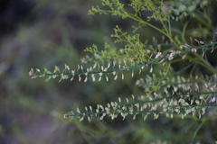 Lepidium africanum divaricatum