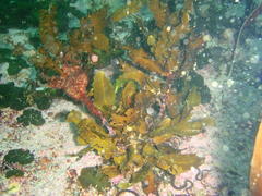 Sargassum incisifolium