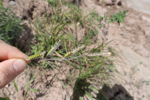 Image of Eriochloa villosa by no rights reserved