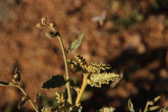 Hermannia disermifolia