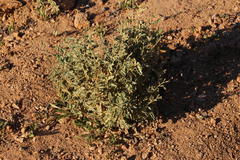 Hermannia disermifolia