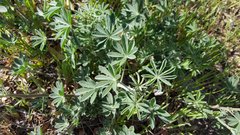 Lupinus excubitus austromontanus