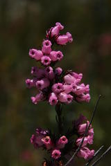Erica daphniflora daphniflora