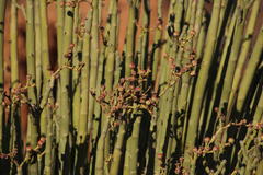 Euphorbia dregeana