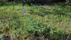 Lupinus excubitus austromontanus