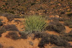 Euphorbia dregeana