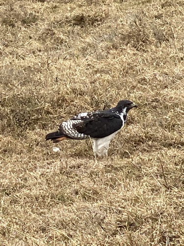 Augur Buzzard