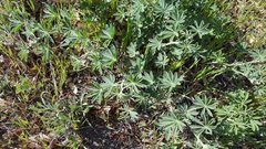 Lupinus excubitus austromontanus