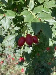 Rosa acicularis