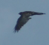 Corvus corone