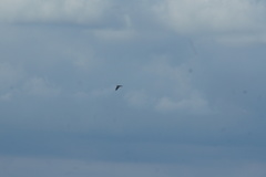 Corvus corone