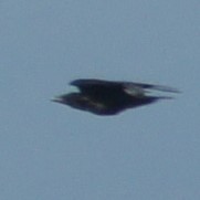 Corvus corone