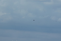 Corvus corone