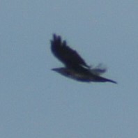 Corvus corone
